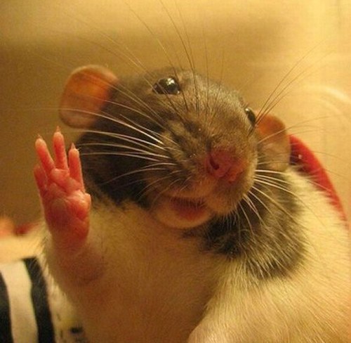 “What can I say, man loves rolled ham” - Sam Spear

@moviegoingmouse.bsky.social
