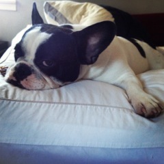 Just a normal dog with internet access.