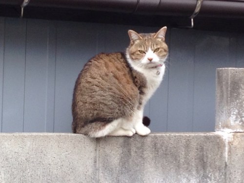 shiyutarou's profile picture. 