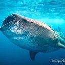 Mario Chow - @photo_diver - Twitter