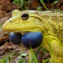 Stephen Shinn - @Wvfatback - Twitter