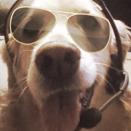 jokesfromsteve's profile picture. I am not racist, i just think racist jokes are funny. If you want me to RT your joke, just us #stevethedogjokes