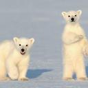 13ADnewsbears (@13ADnewsbears) Twitter