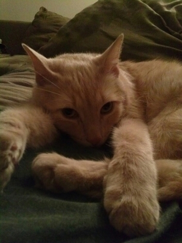 rindergrinder's profile picture. 