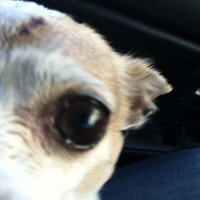 Tommy D (@tommydown) 's Twitter Profile