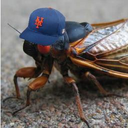 cicadaNYC's profile picture. Back in New York after 17 years!