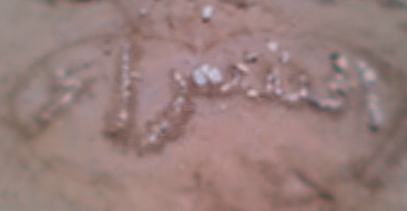 We Love You Sir Alex