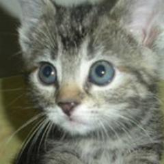 Guardian Angels Cat Rescue Hot Springs Guardian Angels Cat Rescue Hot Springs