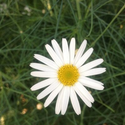 こんぺい草 Konpeisou47 Twitter