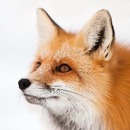 boomhut’s profile image