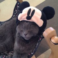 まいこ (@mithemaco) 's Twitter Profile