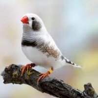 Zim farm (@zimfarm) 's Twitter Profile