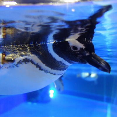 予備試験受かりたいペンギン！@司法書士