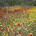 Anna Carbonell - @kariminil - Twitter