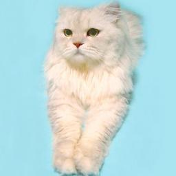 momonga2375's profile picture. 