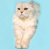 momonga (@momonga2375) Twitter profile photo