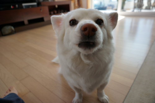 👉영원한 14살 믹스견 둥이🐶
2009.06.07🎂
2023.07.29🌈
둥이 사진은 주로 인스타에 @doong2010