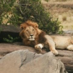 Get the best tour and team building services in Kenya at an affordable rates. Visit http://t.co/gu8GOpUEMX for more information