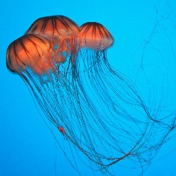 pearlyliew's profile picture. 