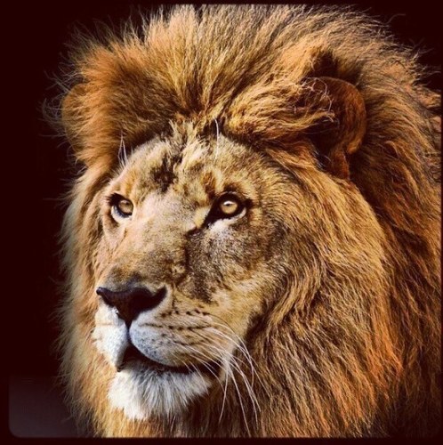 Comp_Gaming's profile picture. WereCrashed Gamig! Feeder(Still Practicing) ! HD PVR 3 !