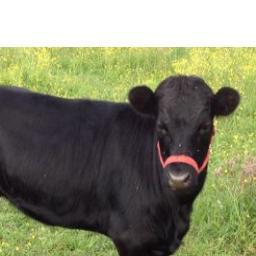 Amorphous Acres is about self-sufficiency, homesteading, natural health and living. Dexter Cows, meat sheep, rabbits, chickens,ducks