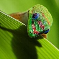 InfoExoticos (@infoexoticos) 's Twitter Profile