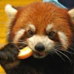 NixThroughLife's profile picture. Soy una bola de spoilers, digo, de pelo. Los verdaderos protagonistas de #MinuitCirque somos el tigre y yo, no os engañeis. Esa galleta es mía, quita tus zarpas