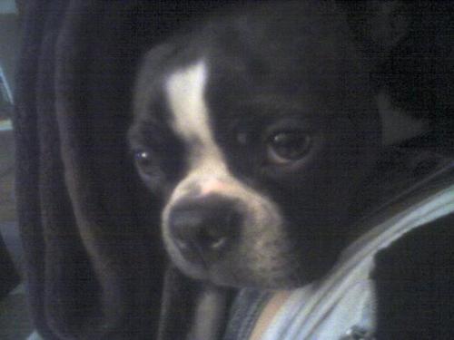 DailyMonte's profile picture. I'm a happy boston terrier boy who has a busy life!
