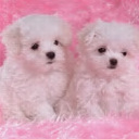 thelma herrera - @zarahy - Twitter