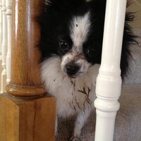 Cookie Pomeranian (@cookiethepom) 's Twitter Profile