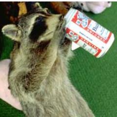 all the 'coons in the club gettin tipsy