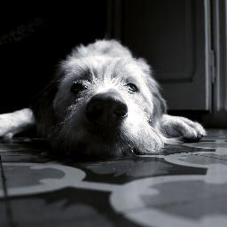 1982rsm's profile picture. 