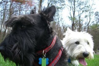 TerrierTwo's profile picture. Hamilton the Scottie and Wrigley the Westie