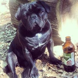 Go Cougs! Go Seawolves! Go Seahawks! Go Mariners! In that order. Pug obsessed, no shame.