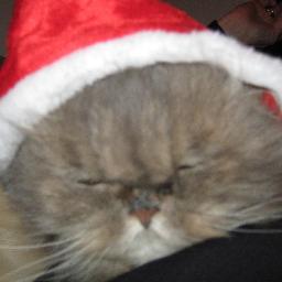Various objects on my ugly cat, because putting things on ugly cats is funnier.