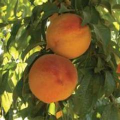 Organic and Sustainable family farming operation located in Central California