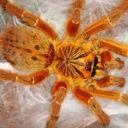 I own a OBT Tarantula! I hope too become a tarantula breeder when im older! :-D