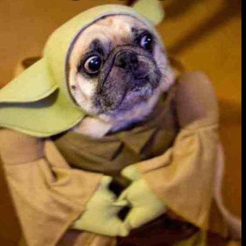 CosmicMuez's profile picture. 