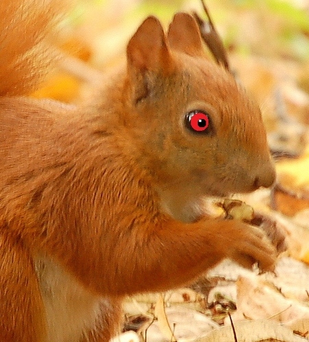 I'm just a squirrel, tryin to give a nut.