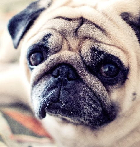 To4kaNu's profile picture. 