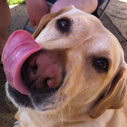 Loves: Rolling in the grass, Stealing Socks, Shortbread biscuits, Hogging the bed, Chasing Cats, Movie nights. Long walks in the park, swimmimg and dinner time.