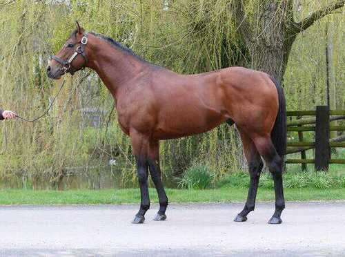 tirol786's profile picture. 