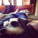 Gerardo Licon - @shmekle - Twitter