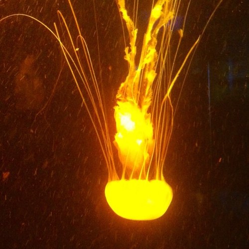 Jorgecarlosf1F's profile picture. 