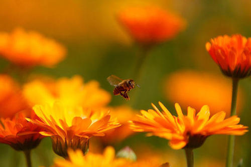 lostlakegardens's profile picture. Organic gardening, bird watching, and beekeeper
