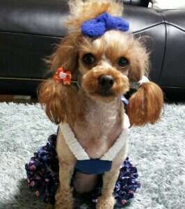 I'm roleplayer of mingkki's pet (^・(I)・^) my name is dougie :)
