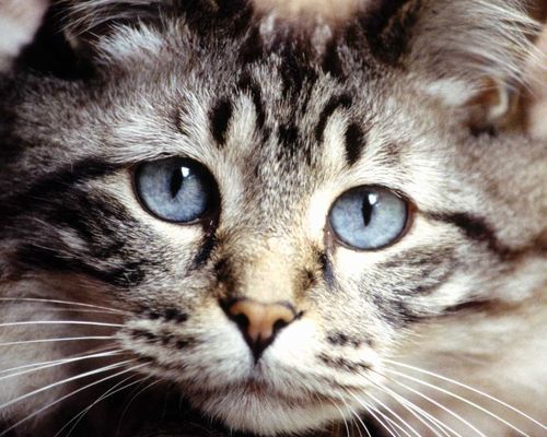 RichardRobert17's profile picture. Tree trimmerDennis Brooks