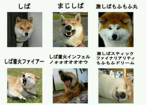 どえすこのやろーです