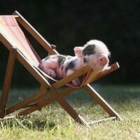 Gems (@pigglish) 's Twitter Profile