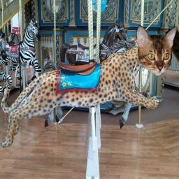 Crazykittykat1's profile picture. I'm Kali,you can call me Kat or Crazy Kitty Kat, I live with my brother Mazi,(we are Bengal cats) and Simba, the Savannah cat .